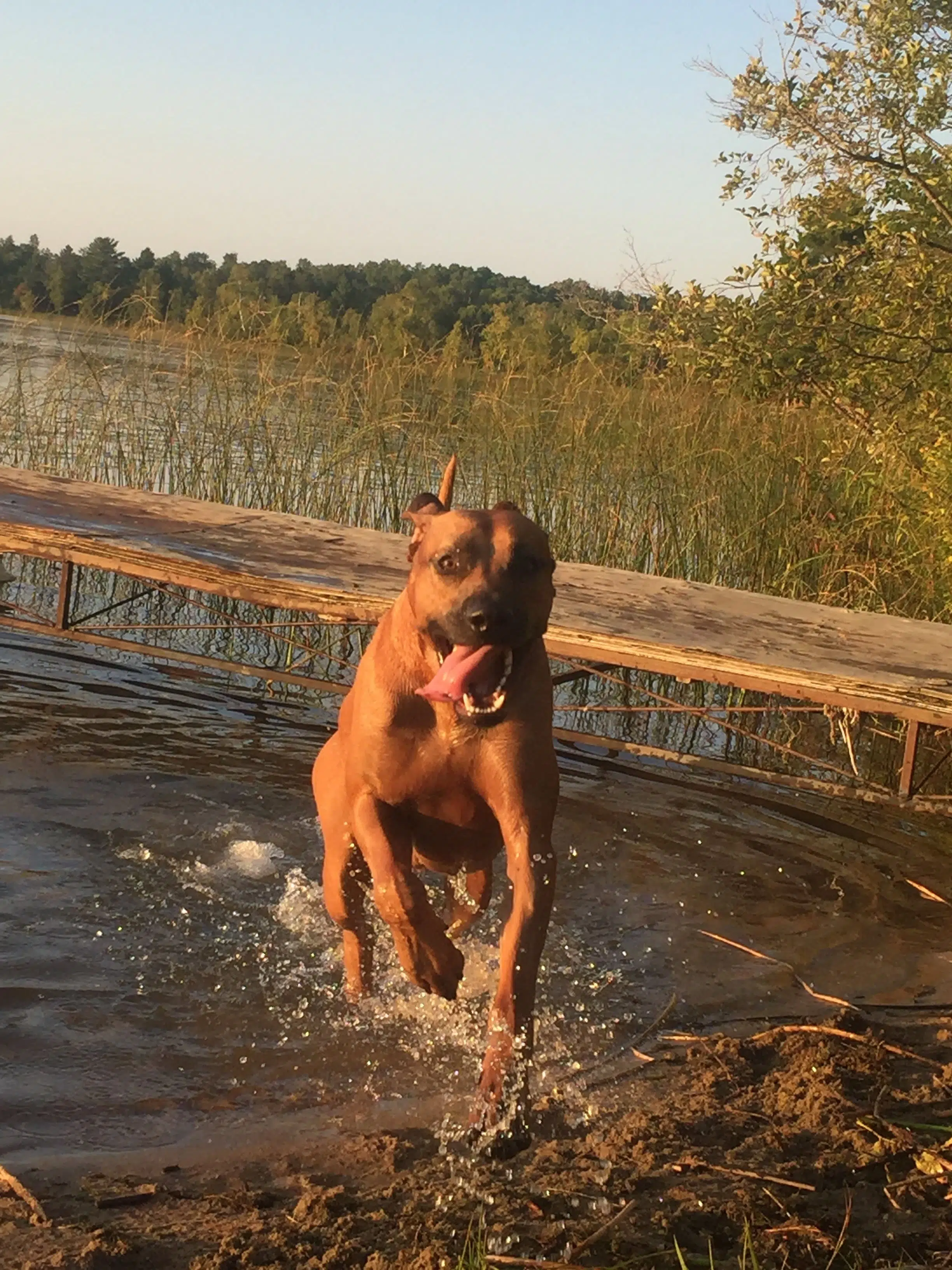 ridgeback breeder in texas buy rhodesian ridgeback puppies