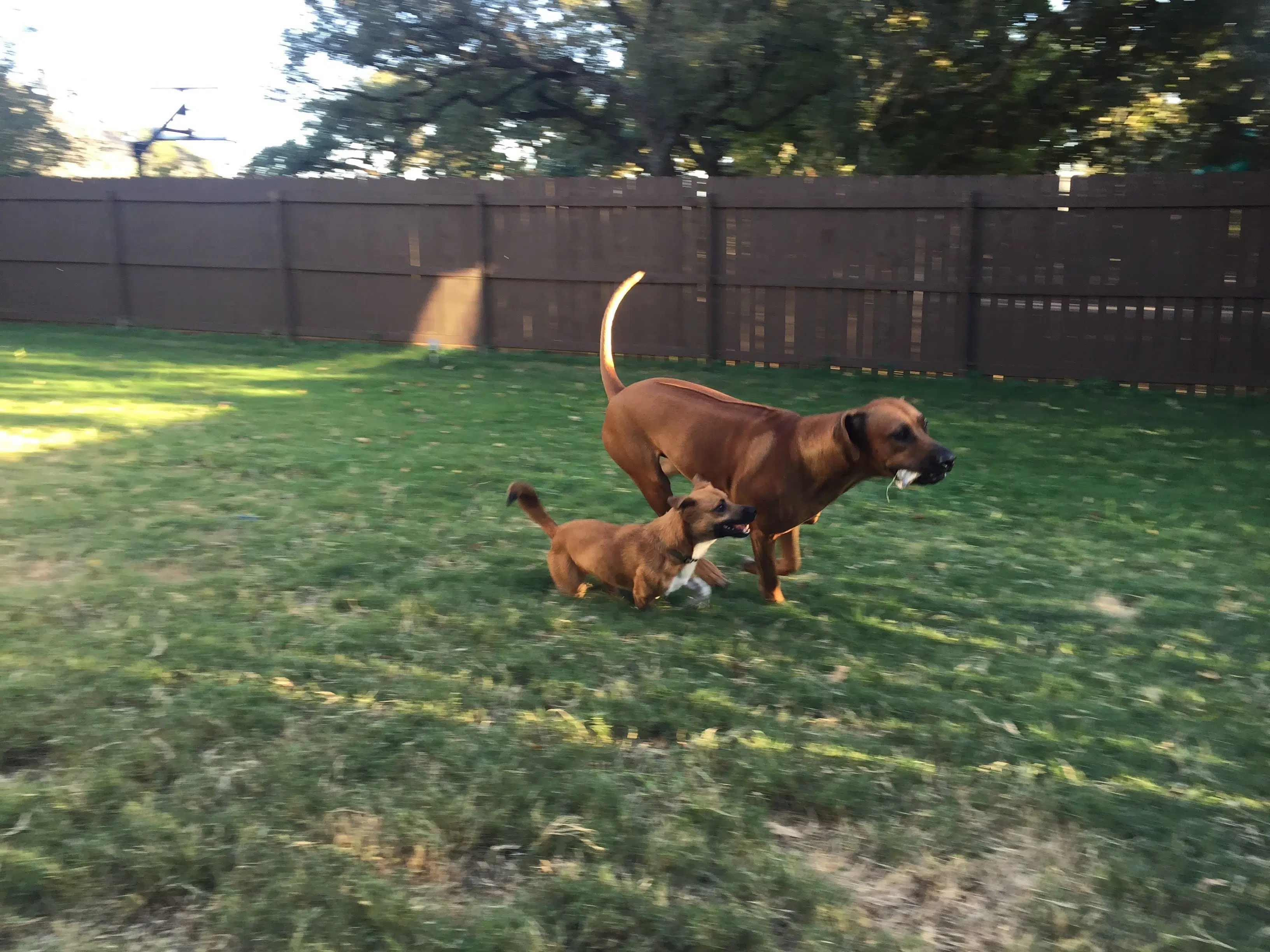 ridgeback playing in backyard
