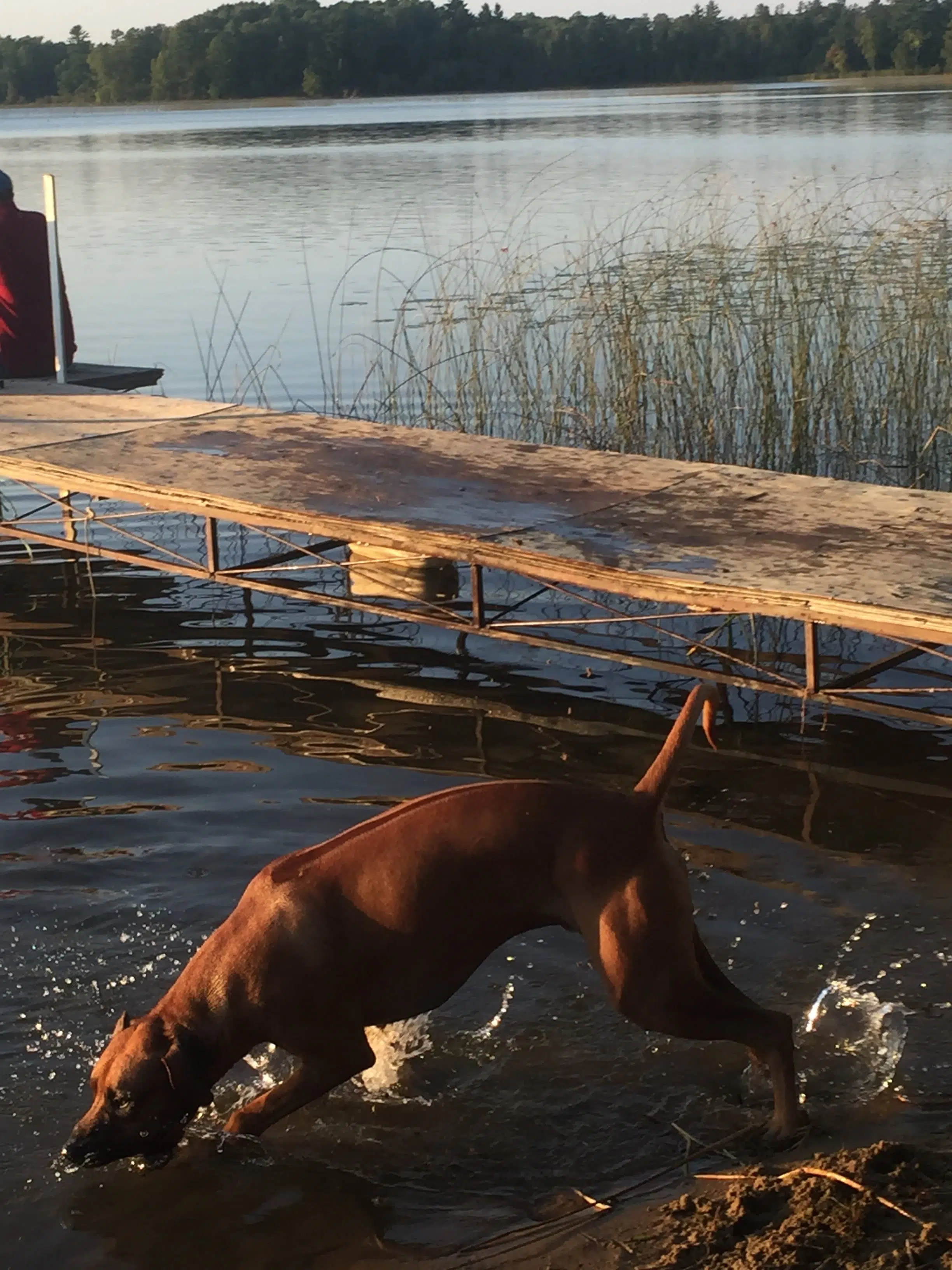 ridgebacks in water