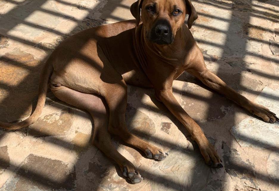 rhodesian-ridgeback-charlie-texas-female-breeder-fredericksburg-harper-san-antonio