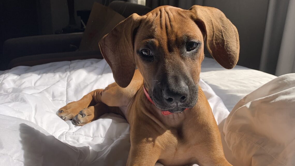 rhodesian ridgeback dog for sale albert texas