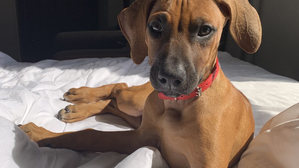 rhodesian ridgeback dog for sale horseshoe bay texas