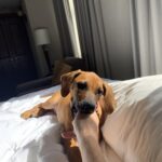 rhodesian ridgeback dog for sale ingram texas
