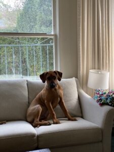 rhodesian ridgeback dog for sale johnson city texas