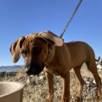 rhodesian ridgeback dog for sale junction texas