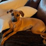 rhodesian ridgeback dog for sale kerville texas