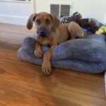 rhodesian ridgeback dog for sale llano texas