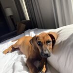 rhodesian ridgeback dog for sale mason texas