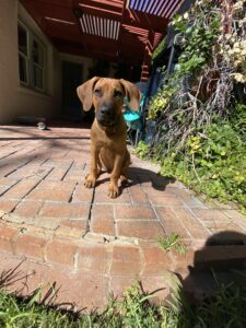 rhodesian ridgeback dog for sale new braunfels texas
