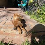 rhodesian ridgeback dog for sale san antonio texas