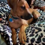 rhodesian ridgeback dog for sale stonewall texas