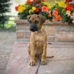 rhodesian ridgeback puppy for sale in texas