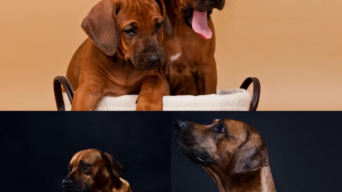 Rhodesian Ridgeback Litter for sale 2022