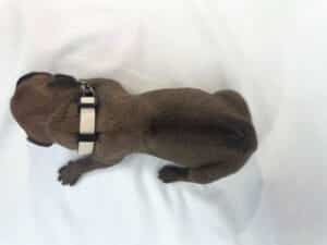 Rhodesian Ridgeback puppies for sale DFW texas 1