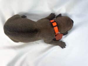Rhodesian Ridgeback puppies for sale college station texas 3