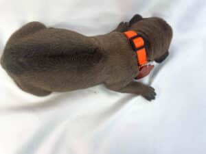 Rhodesian Ridgeback puppies for sale college station texas 4