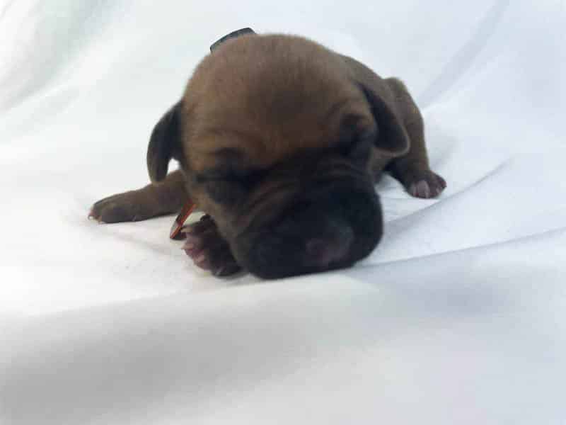Rhodesian Ridgeback puppies for sale college station texas