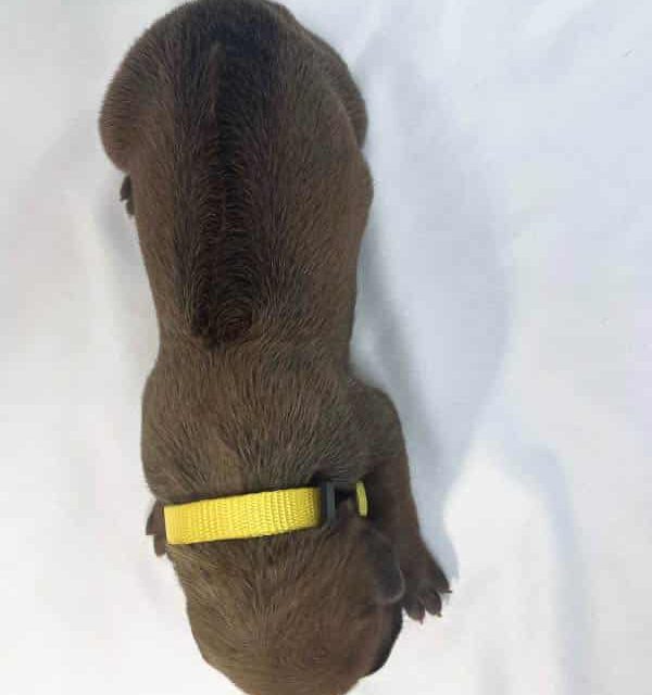 Rhodesian Ridgeback puppies for sale dallas texas 1