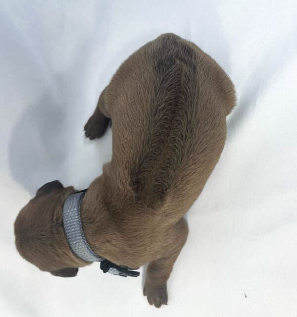Rhodesian Ridgeback puppies for sale fort worth texas 1