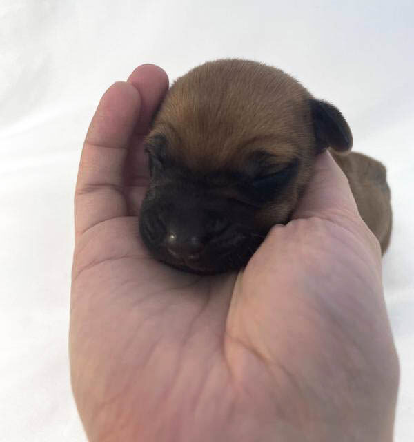 Rhodesian Ridgeback puppies for sale fort worth texas 2