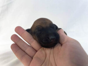 Rhodesian Ridgeback puppies for sale houston texas 7