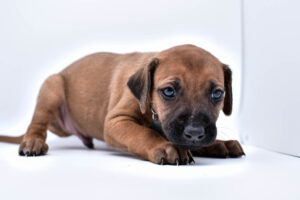 purebred rhodesian ridgeback puppies for sale in texas 31