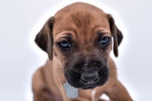 purebred rhodesian ridgeback puppies for sale in texas 34