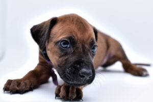purebred rhodesian ridgeback puppy for sale in texas 25