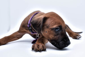 purebred rhodesian ridgeback puppy for sale in texas 27
