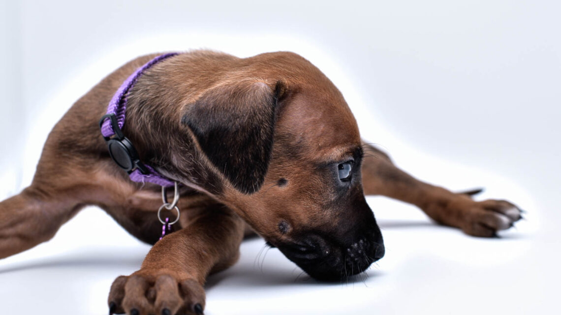 purebred rhodesian ridgeback puppy for sale in texas 28