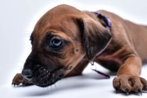 purebred rhodesian ridgeback puppy for sale in texas 29