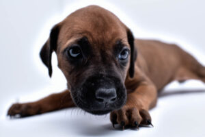 purebred rhodesian ridgeback puppy for sale in texas 30