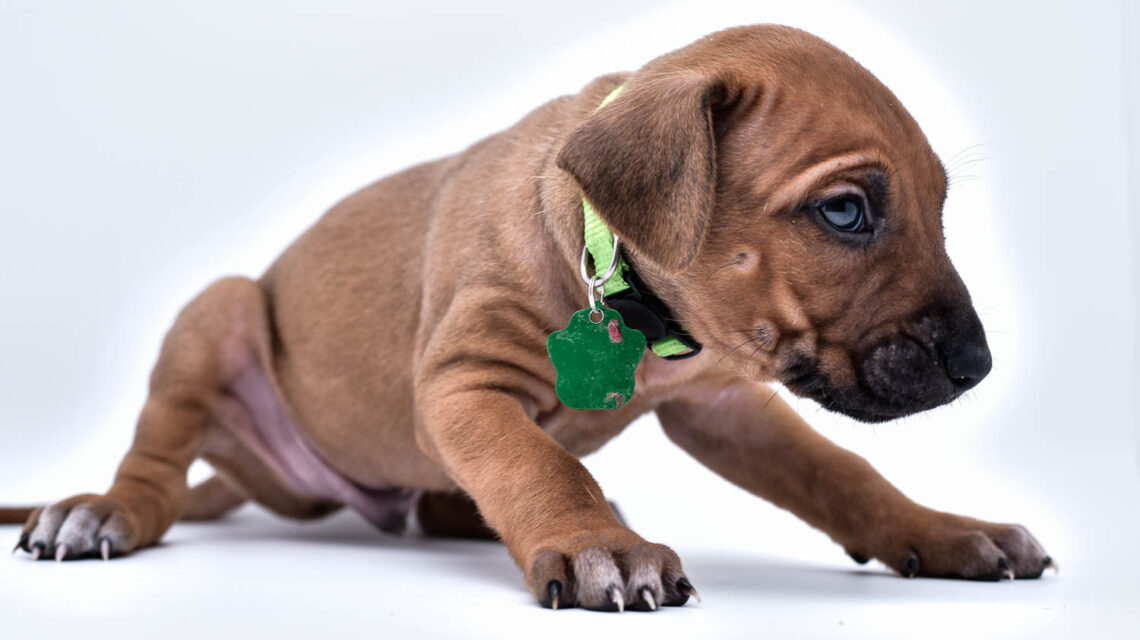 rhodesian ridgeback puppies for sale in texas hill country 1