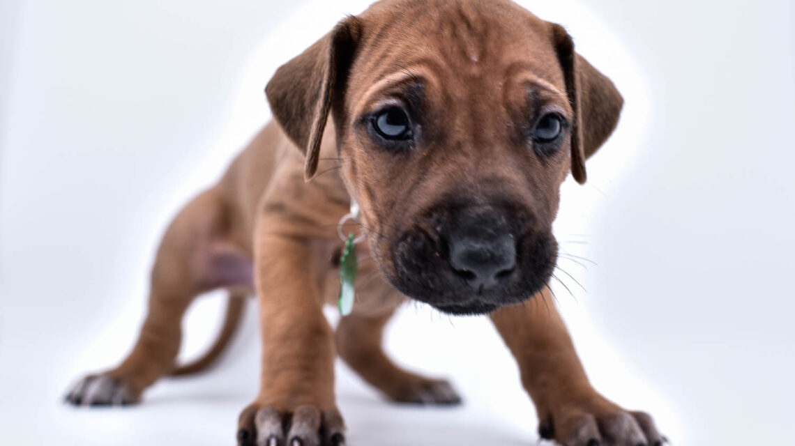 rhodesian ridgeback puppies for sale in texas hill country 2
