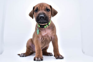 rhodesian ridgeback puppies for sale in texas hill country 3