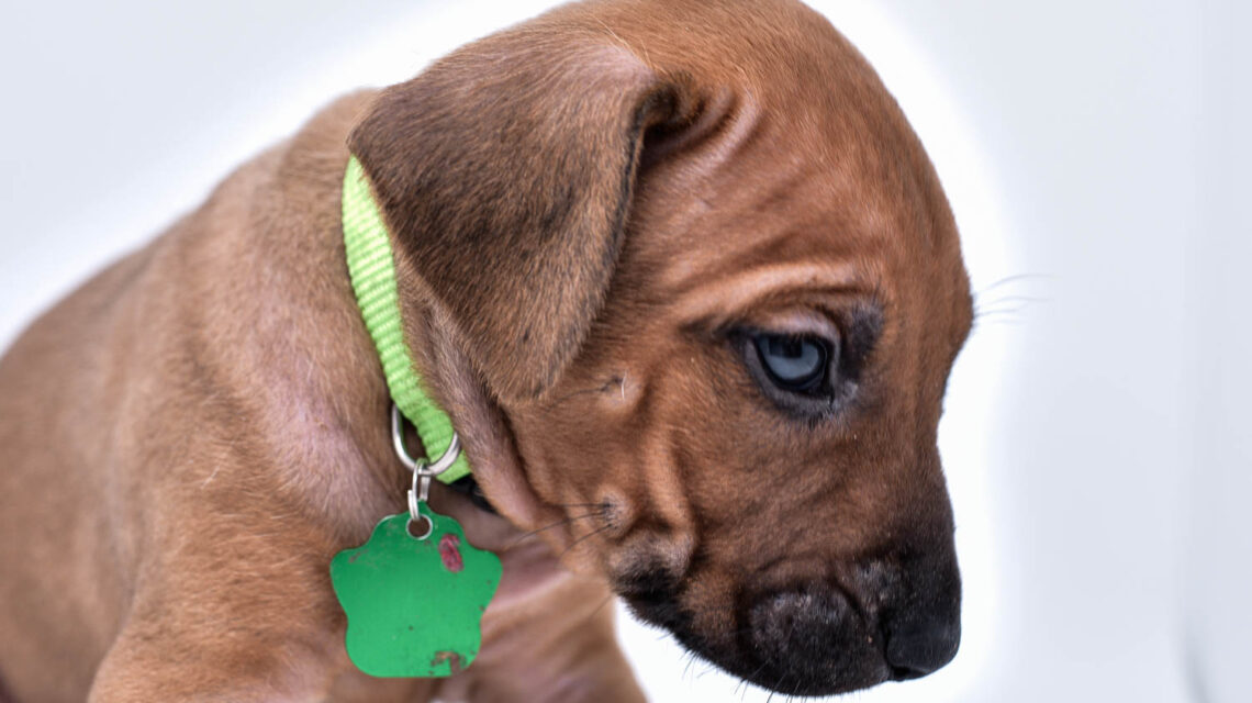 rhodesian ridgeback puppies for sale in texas hill country 4