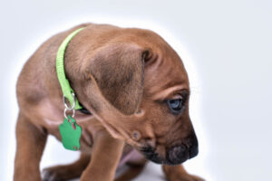 rhodesian ridgeback puppies for sale in texas hill country 5