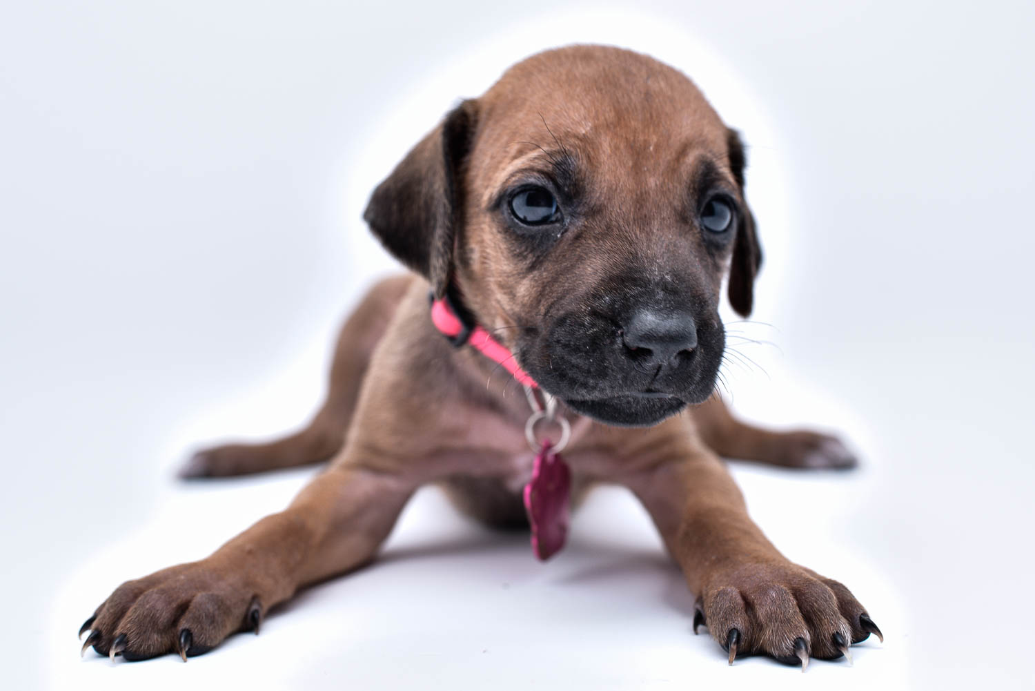 rhodesian ridgeback puppies for sale in texas puppy for sale 18