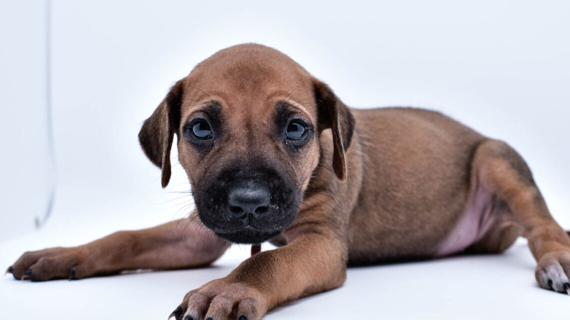 rhodesian ridgeback puppies for sale in texas puppy for sale central texas 2