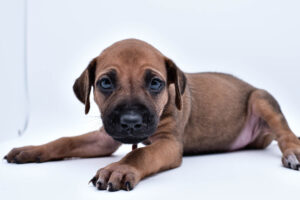 rhodesian ridgeback puppies for sale in texas puppy for sale central texas 2