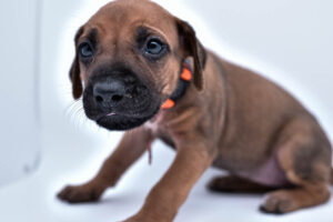 rhodesian ridgeback puppies for sale in texas puppy for sale central texas 7