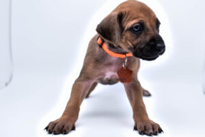 rhodesian ridgeback puppies for sale in texas puppy for sale central texas 8