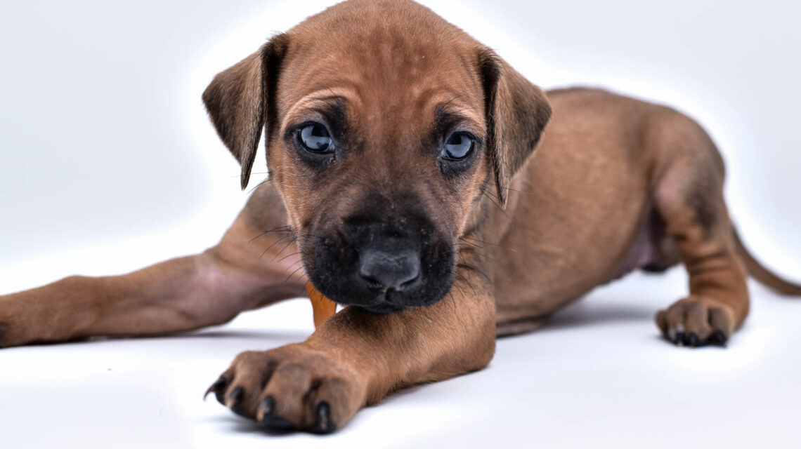 rhodesian ridgeback puppies for sale in texas puppy for sale central texas 9