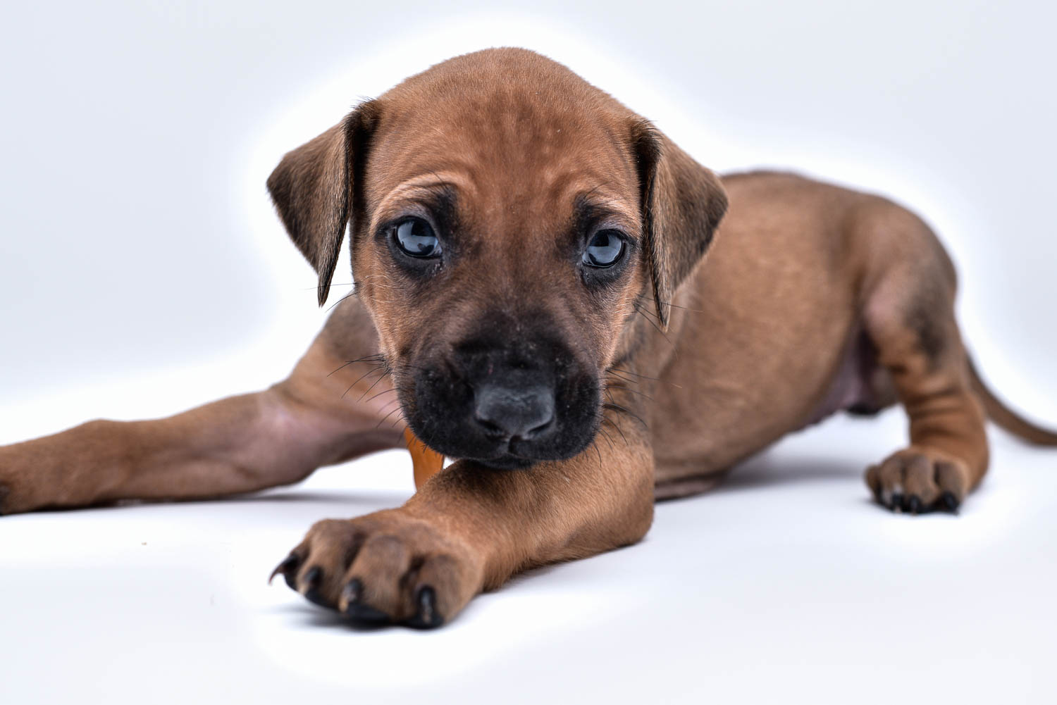 rhodesian ridgeback puppies for sale in texas puppy for sale central texas 9