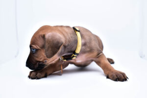 rhodesian ridgeback puppies for sale in texas puppy for sale purebreds 2