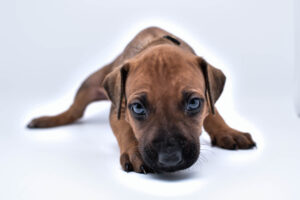 rhodesian ridgeback puppies for sale in texas puppy for sale purebreds 4
