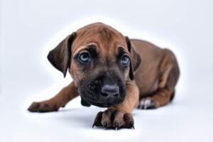 rhodesian ridgeback puppy for sale central texas 1