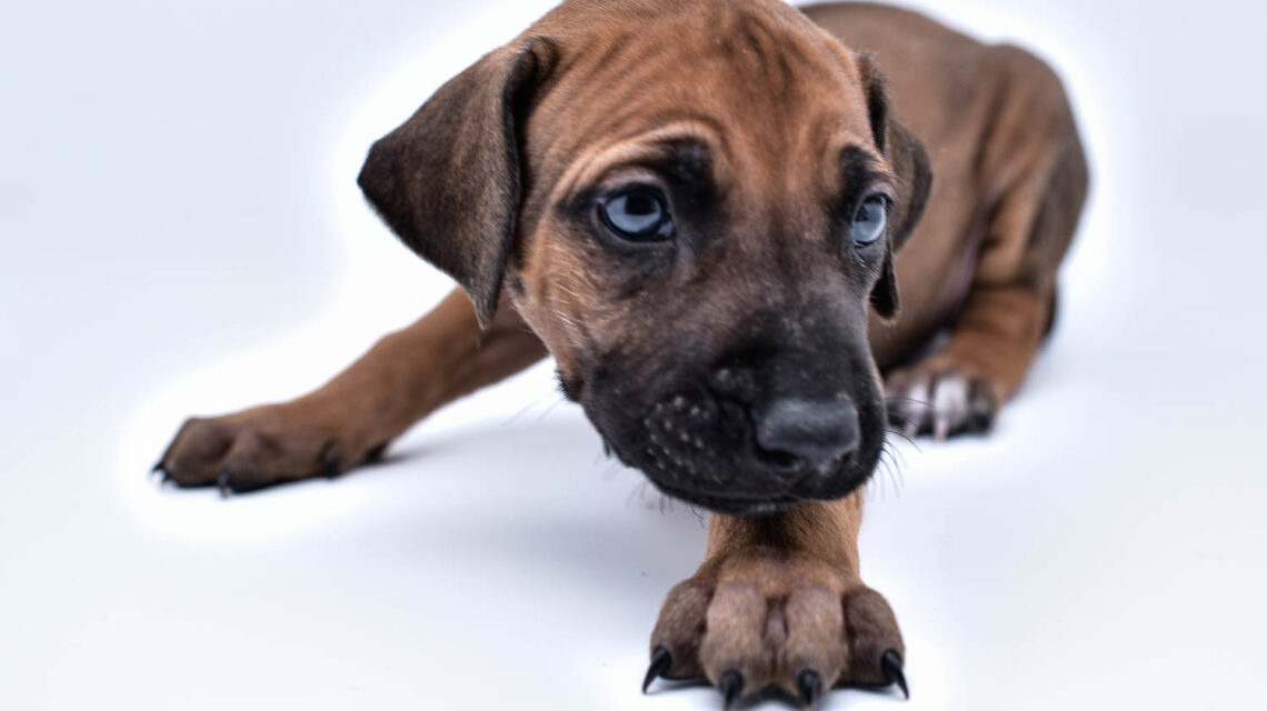 rhodesian ridgeback puppy for sale central texas 3
