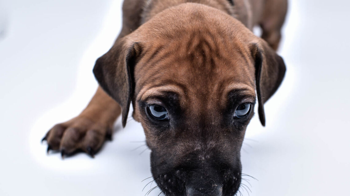 rhodesian ridgeback puppy for sale central texas 4
