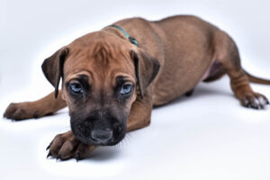 rhodesian ridgeback puppy for sale central texas 5
